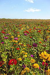 《怪物猎人：荒野》PS5 Pro增强细节发布 新增40帧平衡模式